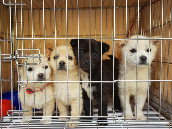 용인시 동물보호센터에 구조된 강아지들. ⓒ 뉴스피크