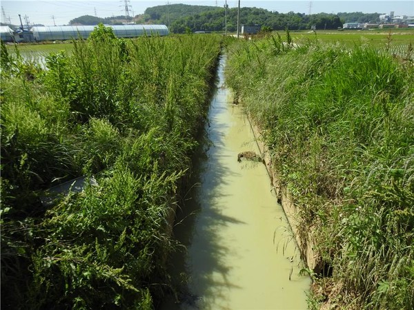 경기 화성시 팔탄면 노하리 인근 하천에 오염물질이 뒤섞인 채 흘러 농수로로 유입되고 있다. 오염된 하천은 화성호까지 이어진다. 사진 제공 : 화성환경운동연합. ⓒ 뉴스피크