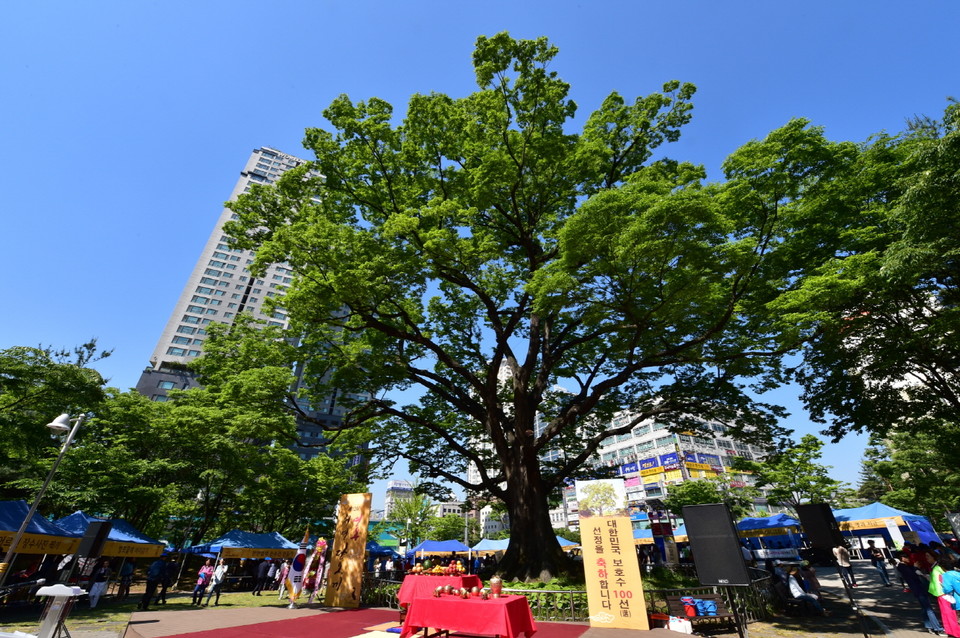 ▲ 2017년 5월, 청명단오제가 열린 단오어린이공원에서 영통 느티나무가 늠름한 모습으로 서 있다.