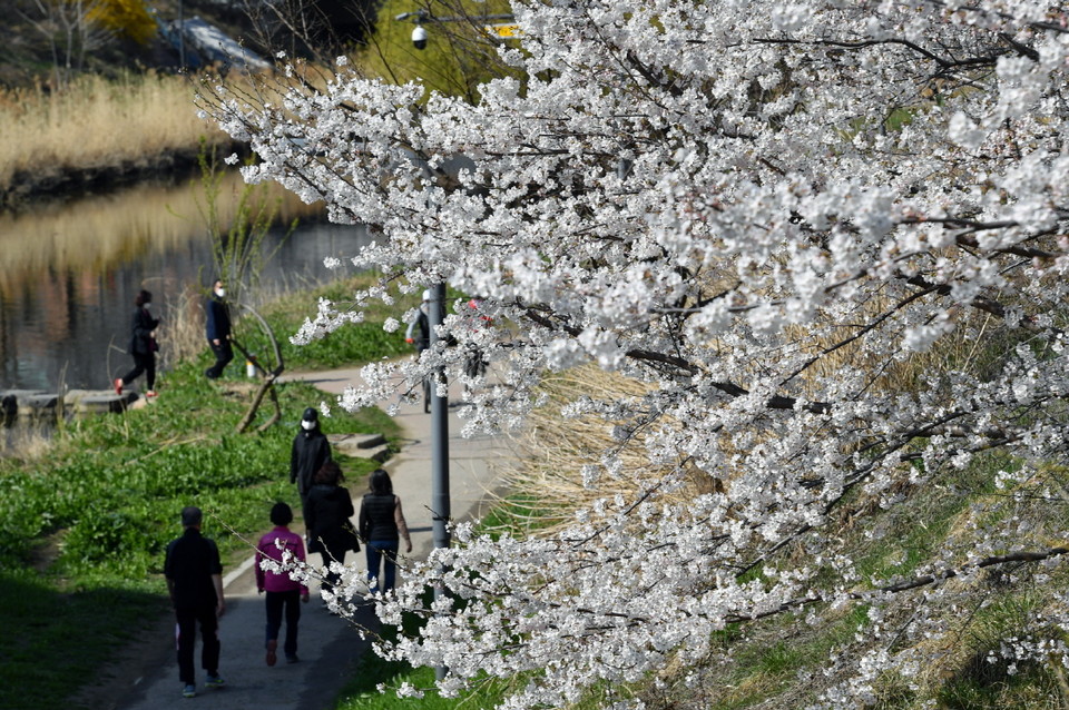 ▲ 서호천에 피어난 벚꽃들을 시민들이 즐기고 있다.